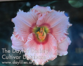 Daylily Broadway Image